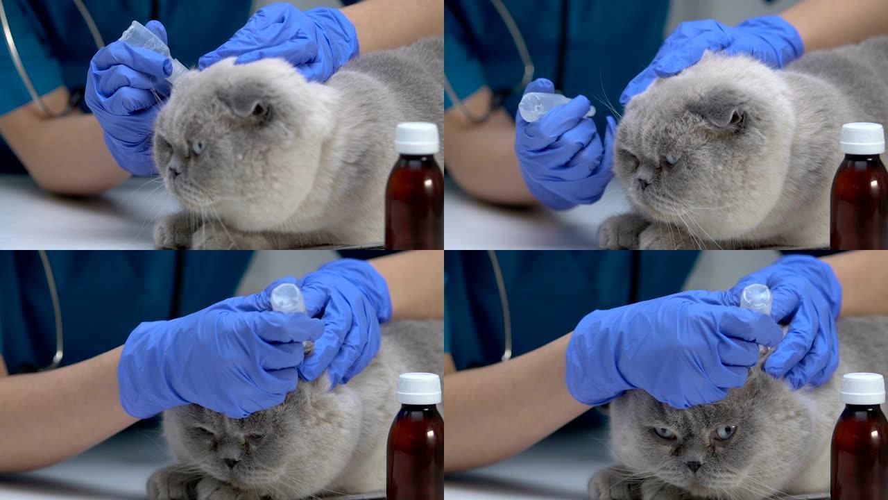 戴着手套的手在猫耳朵上放下药物，从耳垢中清洁，特写镜头