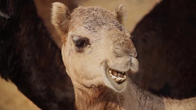 在Pushkar博览会上的骆驼，也称为Pushkar Camel博览会，或在当地称为Kartik M
