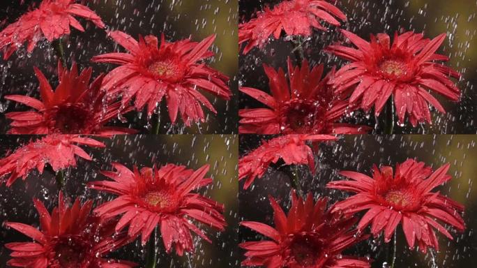 超级慢动作: 雨中的雏菊花与绿叶背景