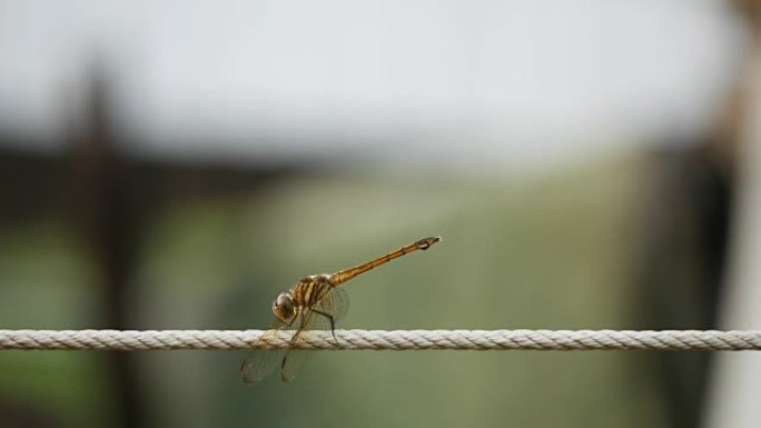 绳子上的蜻蜓昆虫爬树生物学生物研究