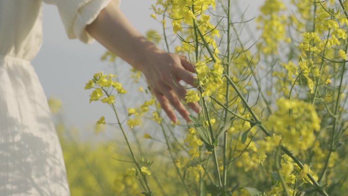 小清新文艺青年唯美女生背影手摸油菜花意境