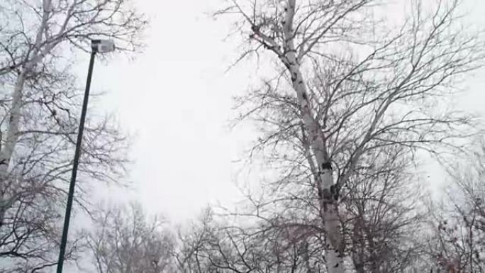 冬季在公园里拍摄冰冻树冠的照片