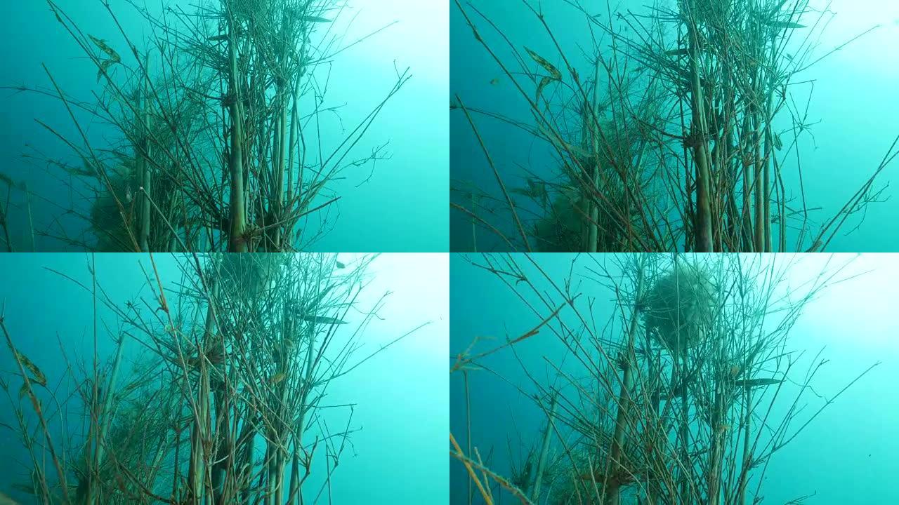 海底竹制人工鱼礁特写