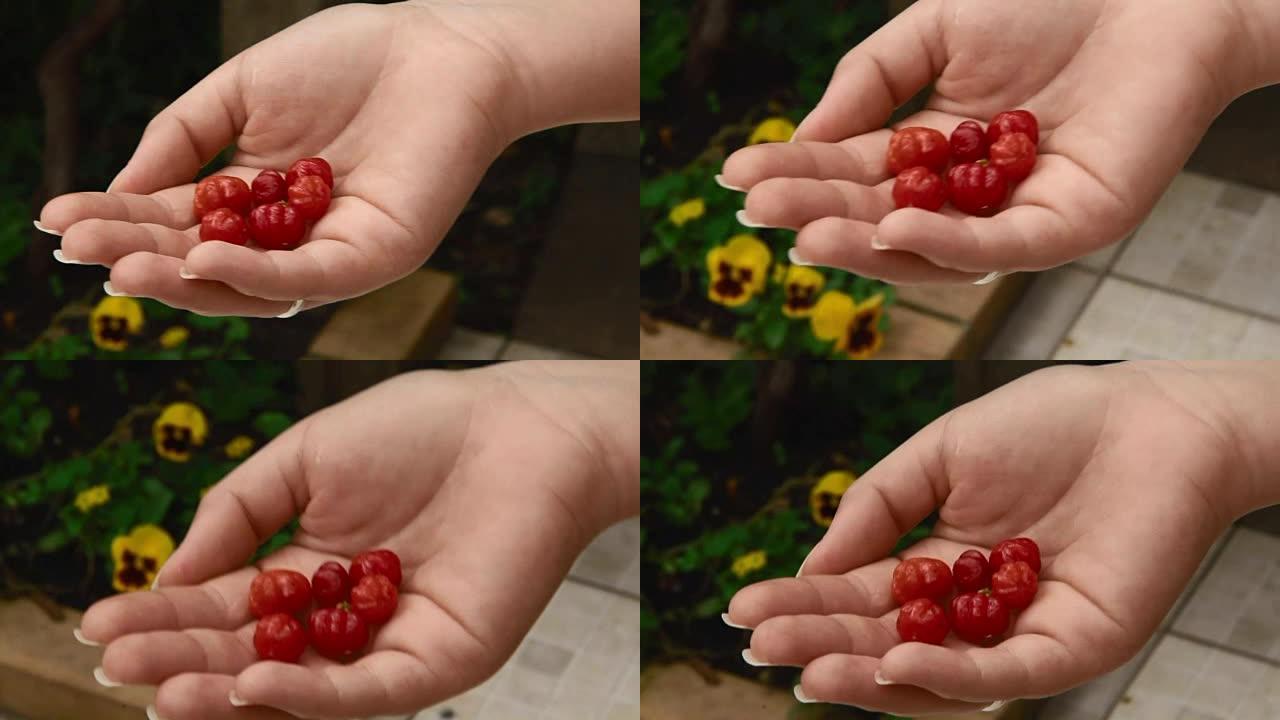 手中的皮丹加或苏里南樱桃