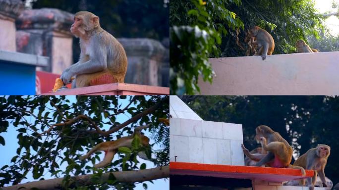 猴子坐在石栅栏上吃面包。一群猴子在散步