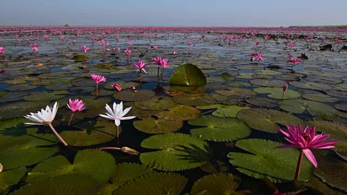 泰国红莲湖海泰国红莲湖海荷花