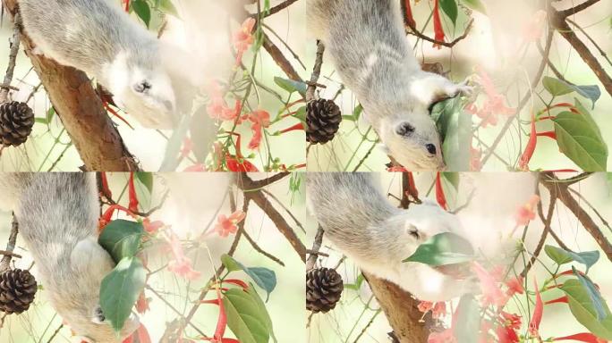松鼠在树上吃豆子的镜头