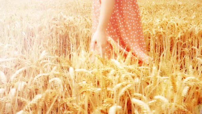 走过一块接触小麦作物的田地。穿着夏装的年轻女子。SM。