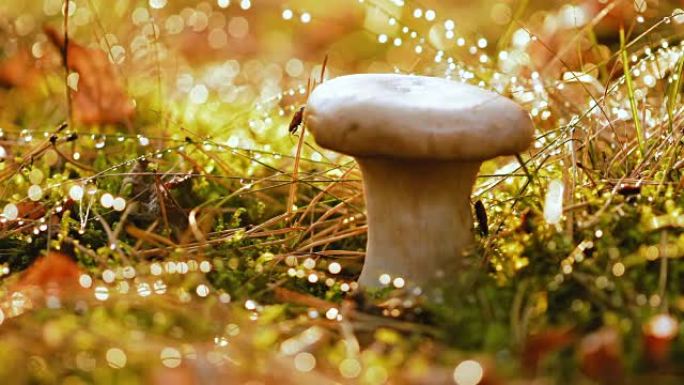 阳光充足的森林里的蘑菇牛肝菌。