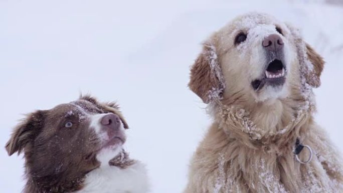 准备运行雪地遛狗金毛猎犬奔跑特写