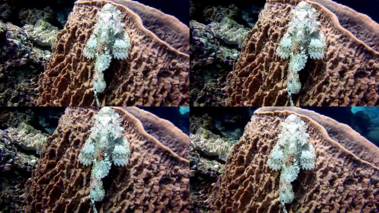 魔鬼蝎鱼 (Scorpaenopsis diabolus) 在桶状海绵珊瑚 (Xestospongi