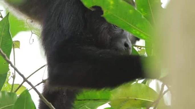 猴子吼叫野生猴子野外黑毛猴猴子觅食