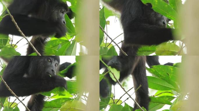 猴子吼叫野生猴子野外黑毛猴猴子觅食