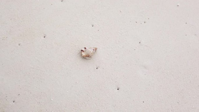 小贝壳在沙滩上行走