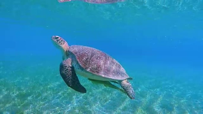 在红海/埃及游泳的绿海龟