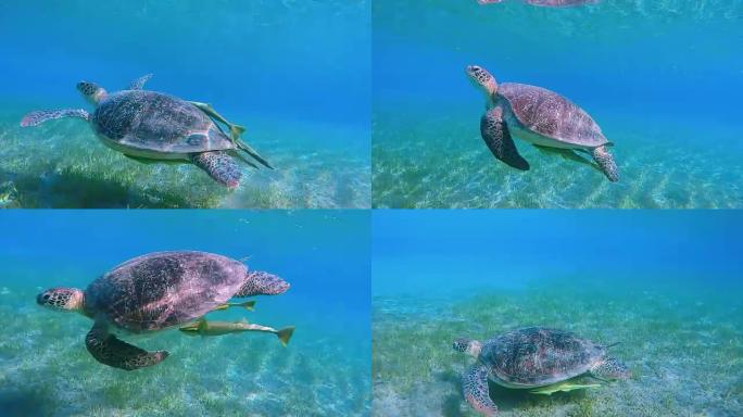 在红海/埃及游泳的绿海龟