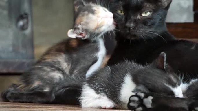 猫护理她的小猫家猫