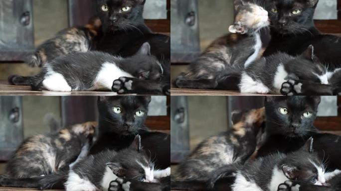 猫护理她的小猫家猫