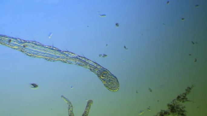 显微蠕虫-寡虫科寄生虫蠕动单细胞体