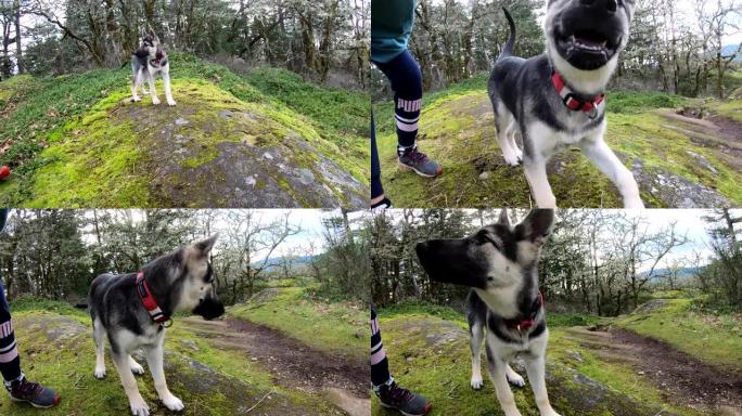 三个月大的小狗探索自然公园