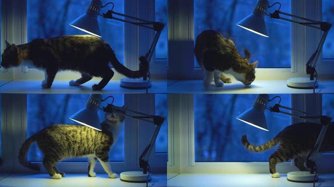 神奇的雪-雪/圣诞视频