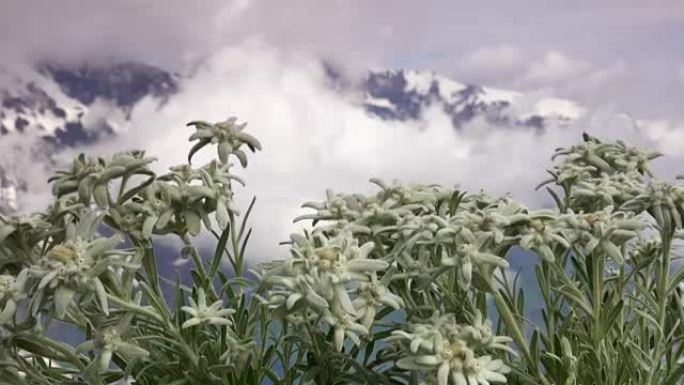 阿尔卑斯山的雪绒花