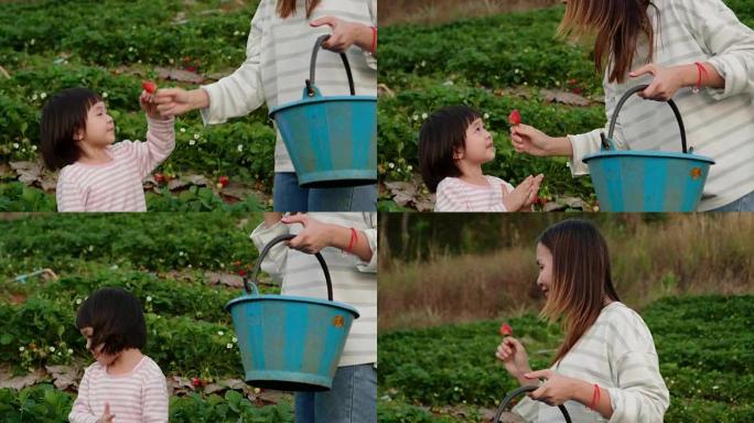 小女孩 (2-3岁) 正在和妈妈一起采摘草莓
