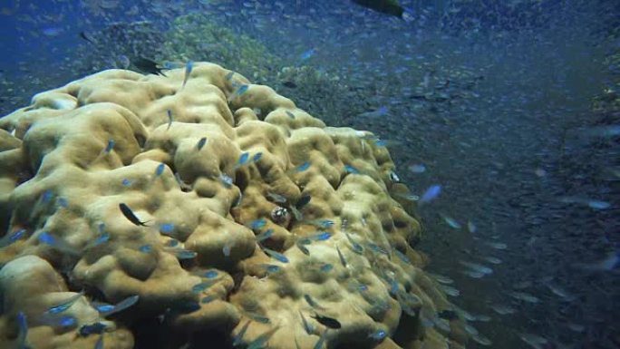 玻璃鱼群又名侏儒清扫器 (Parapriacanthus ransonneti) 在珊瑚礁脆弱的生态