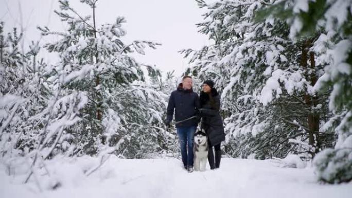 男人和女人在冬季森林中与西伯利亚哈士奇同行