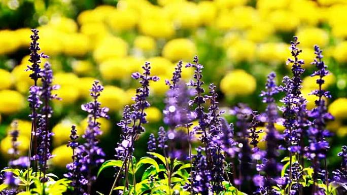 盛开的紫色花朵和黄色花朵模糊的背景。