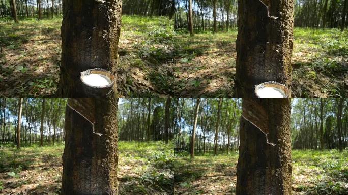 橡胶树，平移相机运动