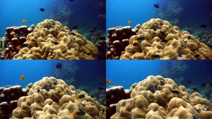 脆弱的珊瑚礁生态系统海洋环境中的雀鲷浅滩。利用珊瑚礁保护泰国安达曼海甲米岛的海岛免受捕食者的袭击。
