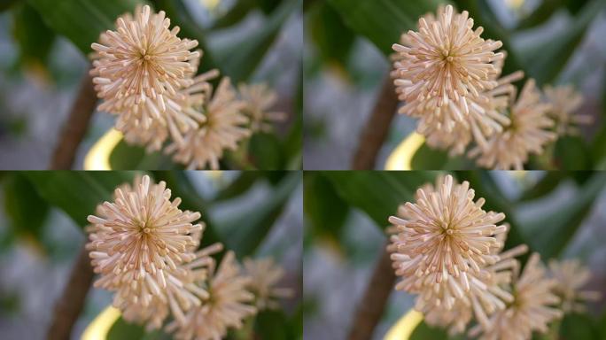 好望花角微距实拍特写展示