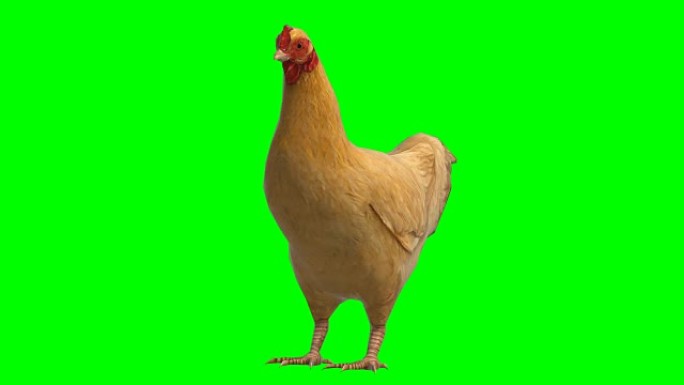 鸡闲置动物绿屏 (可循环)