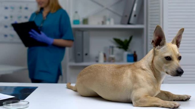 可爱的狗躺在诊所的桌子上，女兽医在背景上写处方