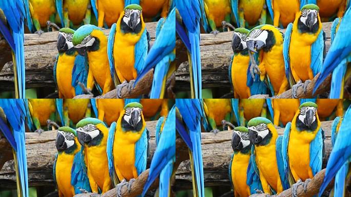 树枝上五颜六色的鹦鹉特写。