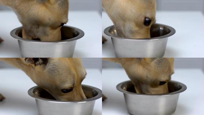 饥饿的狗吃钢碗特写，宠物消化，保健，营养