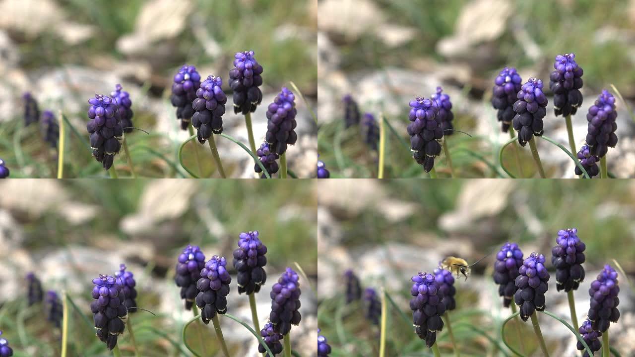 薰衣草花上大黄蜂的慢动作高清视频