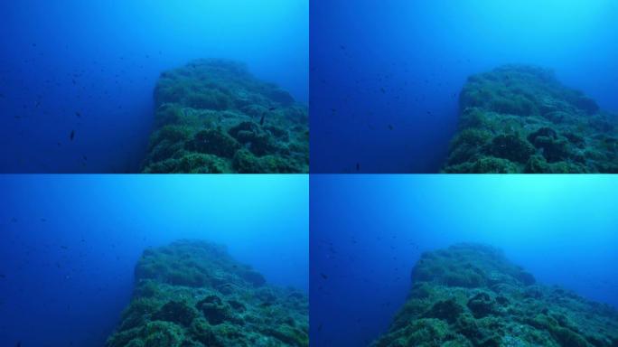 暗礁附近的海鱼上学的水下视图