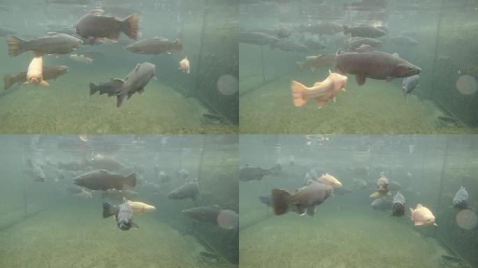 水下鳟鱼水产行业海鲜城养殖缸