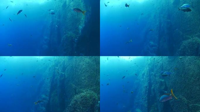 海底鱼群礁