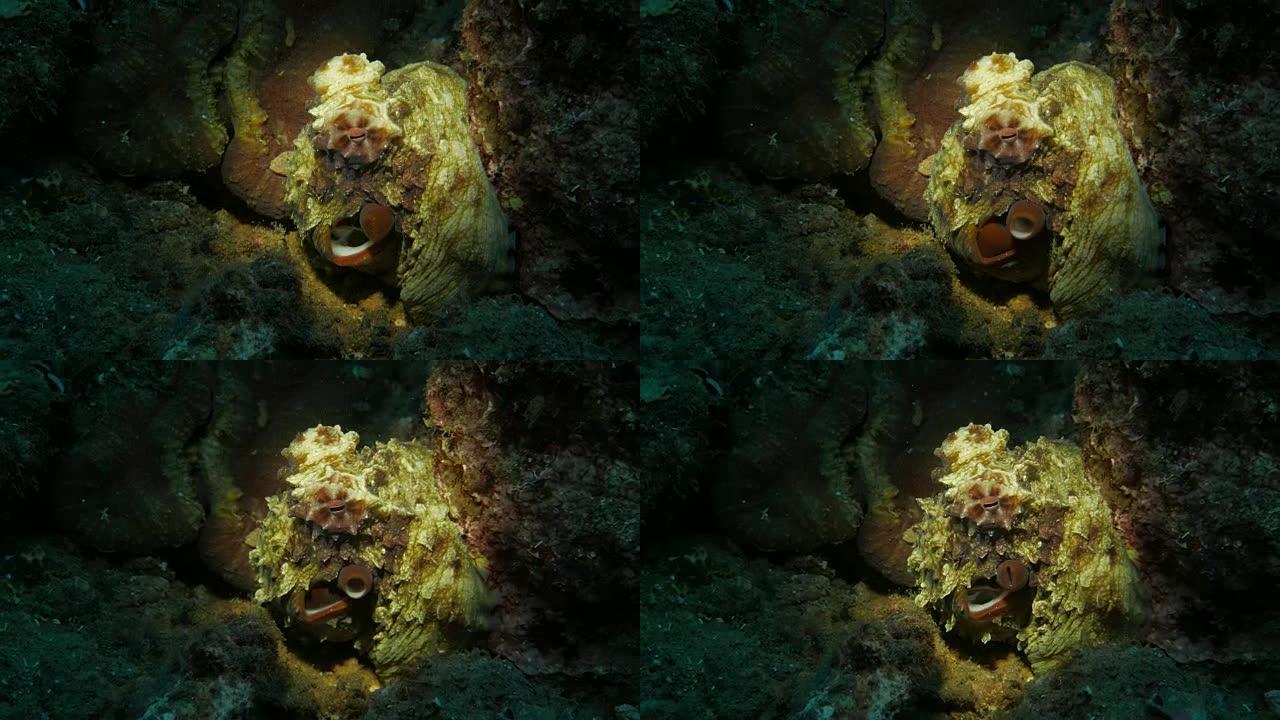 晚上的巨型章鱼热带鱼群海洋大海野生动物