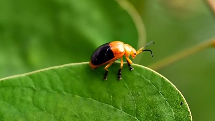 昆虫昆虫甲虫