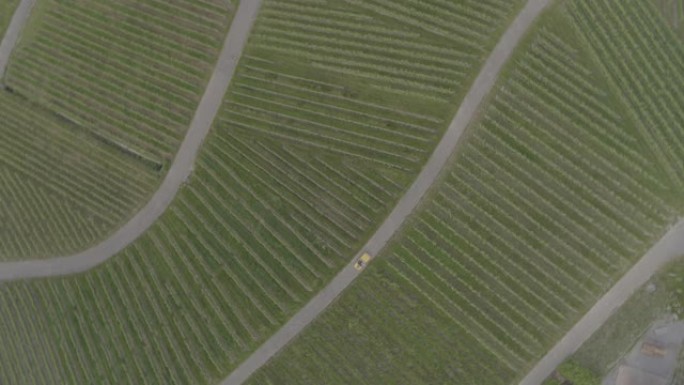 老式汽车驶过葡萄园的空中无人机视图
