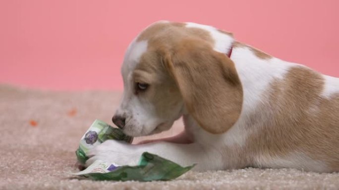活泼的小猎犬小狗玩欧元钞票，咀嚼和奔跑
