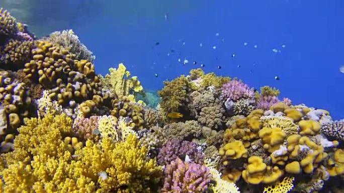 珊瑚礁与许多小型热带鱼在慢镜头