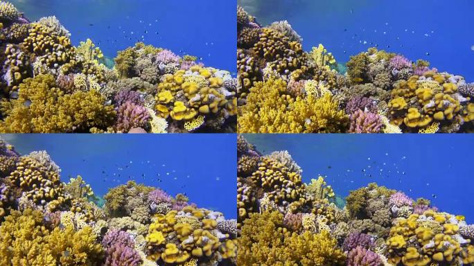 珊瑚礁与许多小型热带鱼在慢镜头