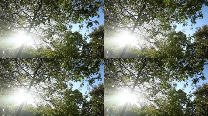 阳光普照的秋天森林