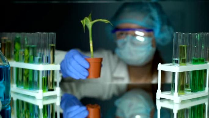 生物学家在实验室检查玉米植物，进行转基因实验，食品