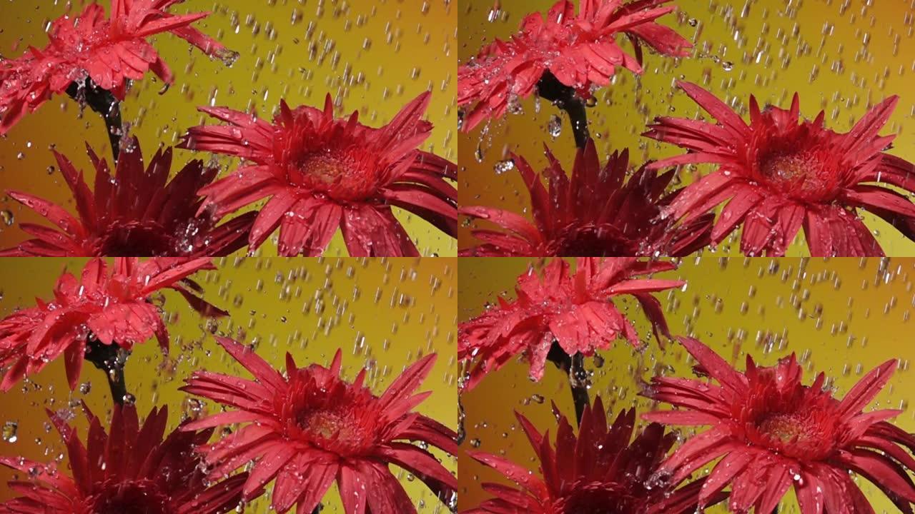 超级慢动作: 黄色背景雨中的雏菊花